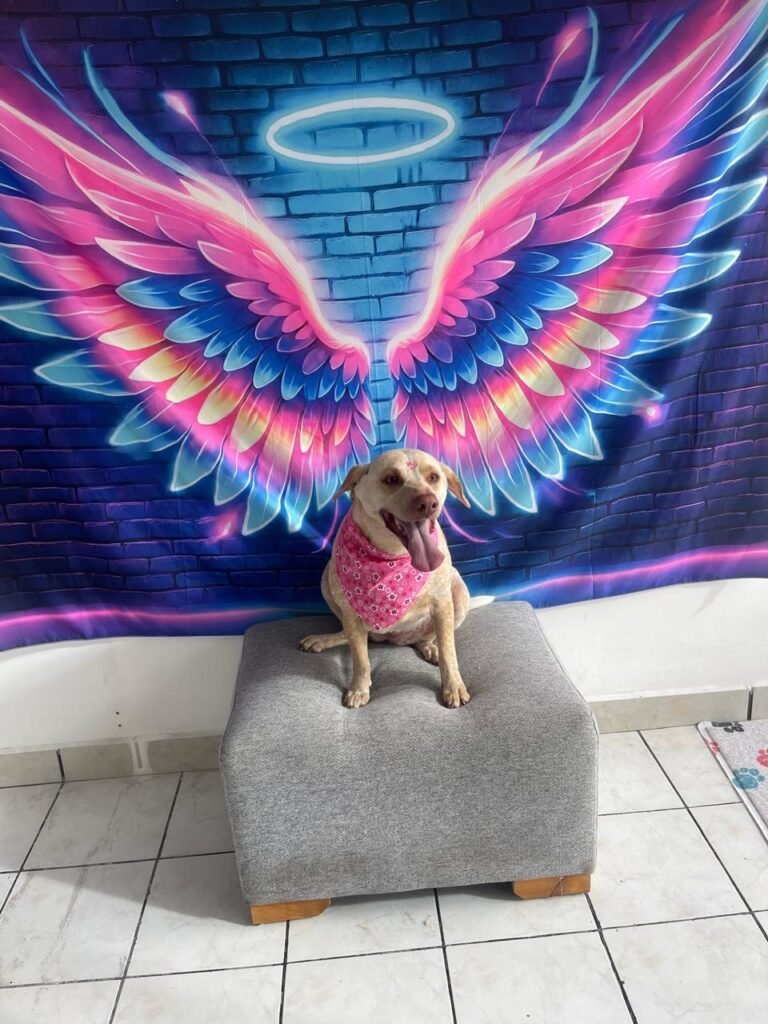 WhatsApp Image 2025-07-26 at 5.00.21 PM (10)