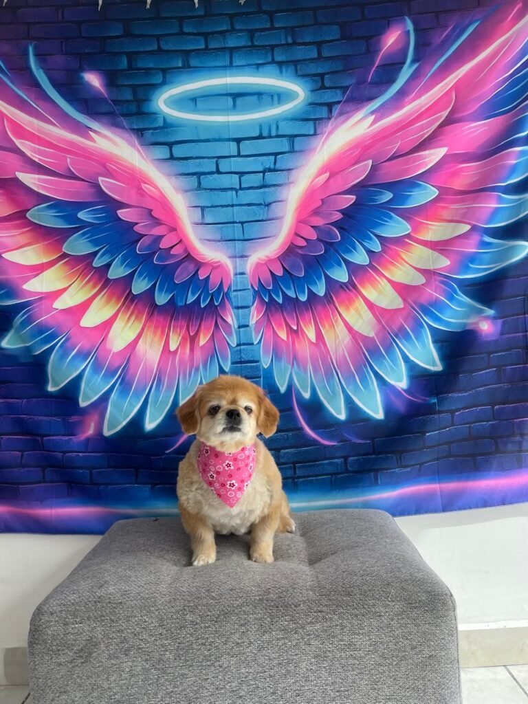 WhatsApp Image 2025-07-26 at 5.00.21 PM (12)