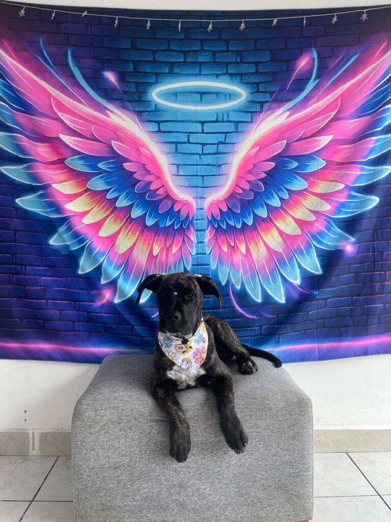 WhatsApp Image 2025-07-26 at 5.00.21 PM (19)