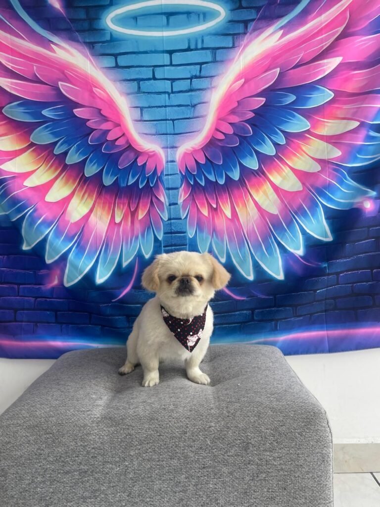 WhatsApp Image 2025-07-26 at 5.00.21 PM (6)