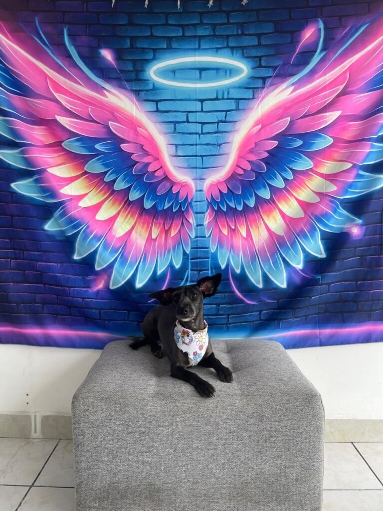 WhatsApp Image 2025-07-26 at 5.00.21 PM (9)